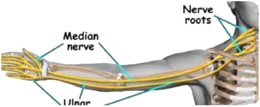 Techlamed Discolux Cervicale